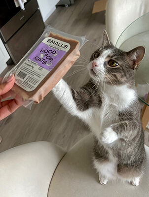 cat reaching towards hand holding packet of Smalls Gently Cooked Food cat reaching towards hand holding packet of Smalls Gently Cooked Food