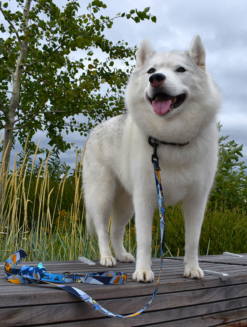 dog wearing RC Pets Artist Series collar and leash in Daim