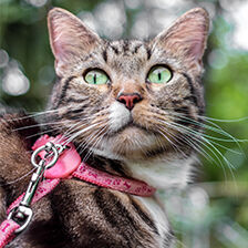 cat wearing pink harness and matching leash