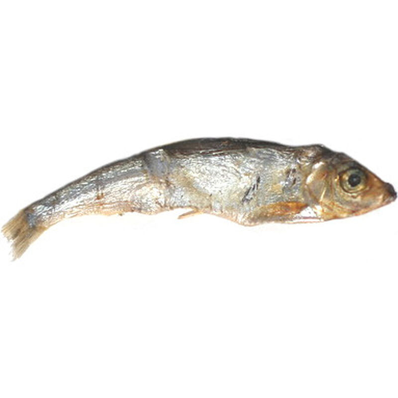 Plato Wild Caught Fish Dog Treats, Baltic Sprat, 3-oz image number null