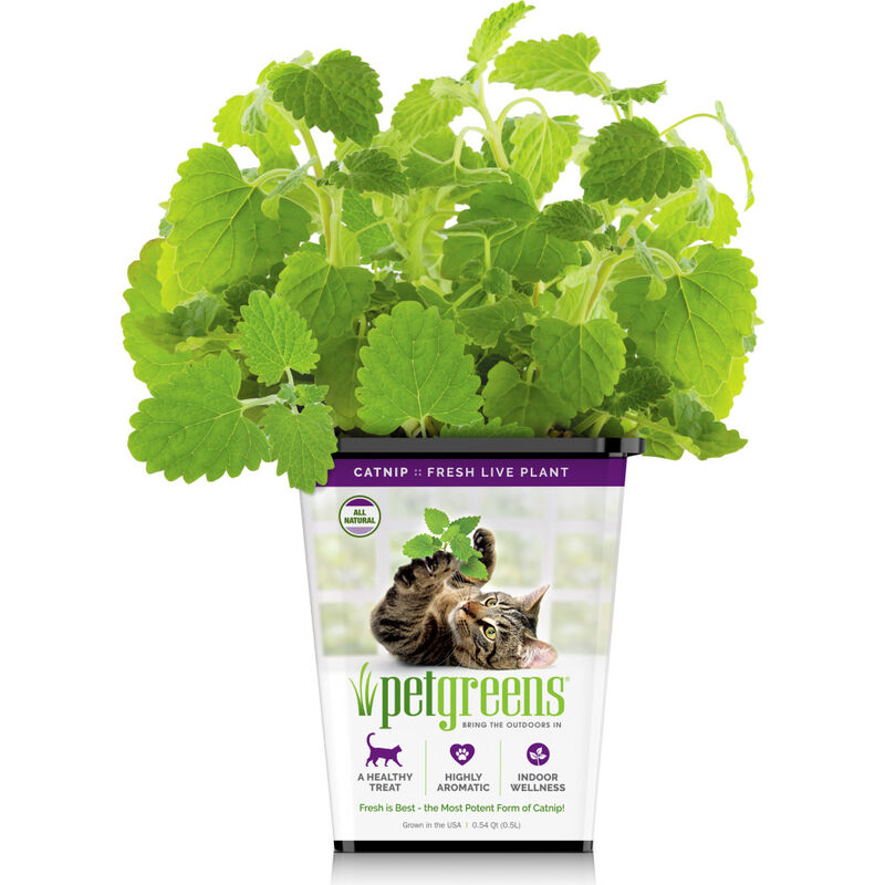 Pet Greens Pre-Grown Live Catnip image number null