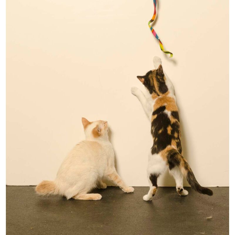 Cat Dancer Products Cat Charmer Cat Toy image number null