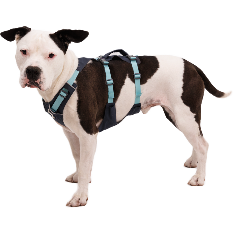 Ruffwear Flagline Dog Harness, Basalt Gray image number null