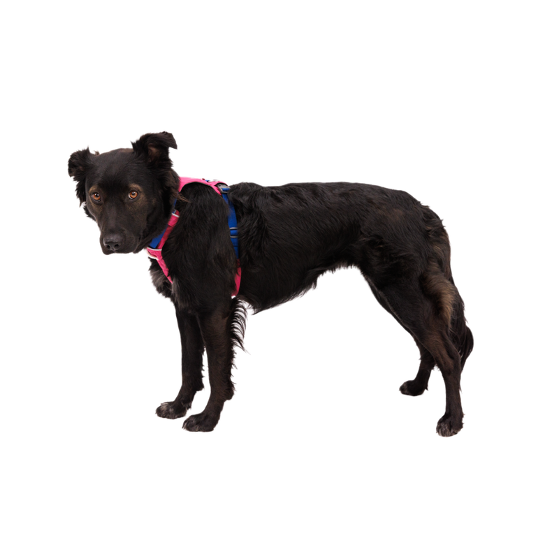 Ruffwear Hi & Light Lightweight Dog Harness, Alpenglow Pink image number null