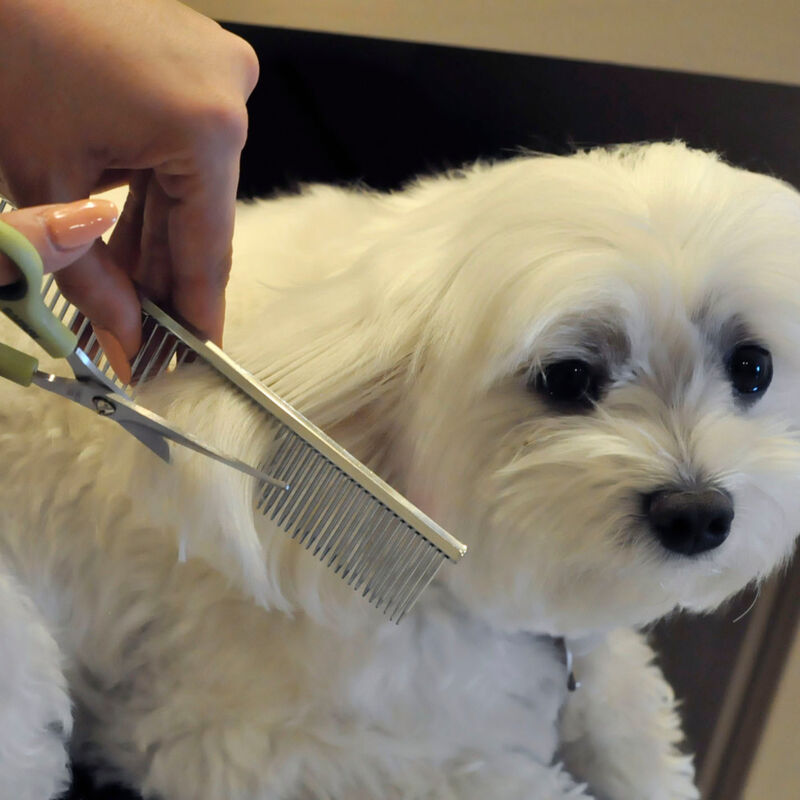Safari Grooming Dog Comb for Medium and Fine Coats image number null