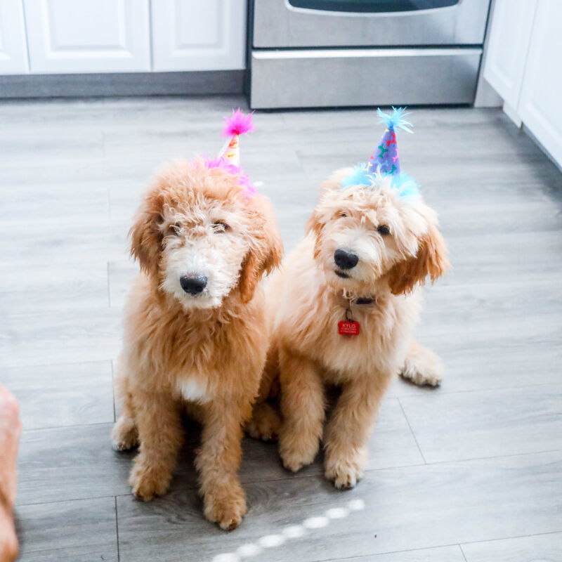 Huxley & Kent Pet Party Hat, Party Time Blue image number null
