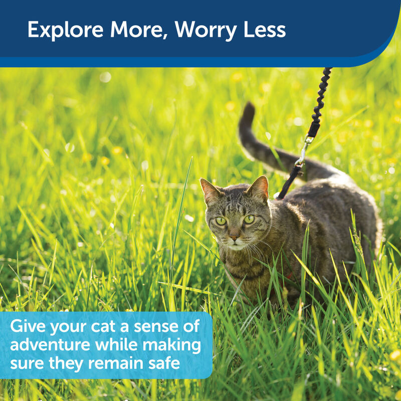 PetSafe Come With Me Kitty Harness & Bungee Cat Leash, Black/Silver image number null