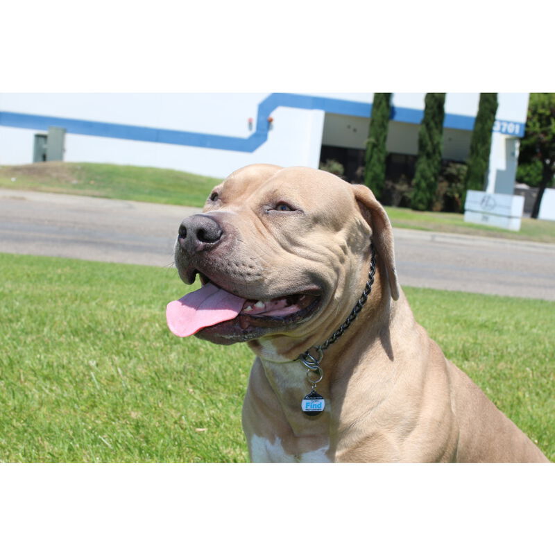 SmartLink Hanging Pet ID Tag, Pink image number null