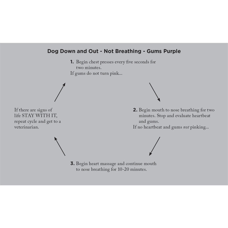 Adventure Medical Kits Canine Field Medicine Book image number null