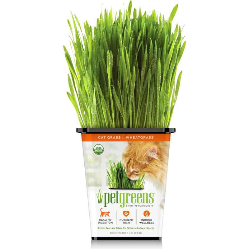 Pet Greens Pre-Grown Organic Live Pet Grass, Wheatgrass image number null