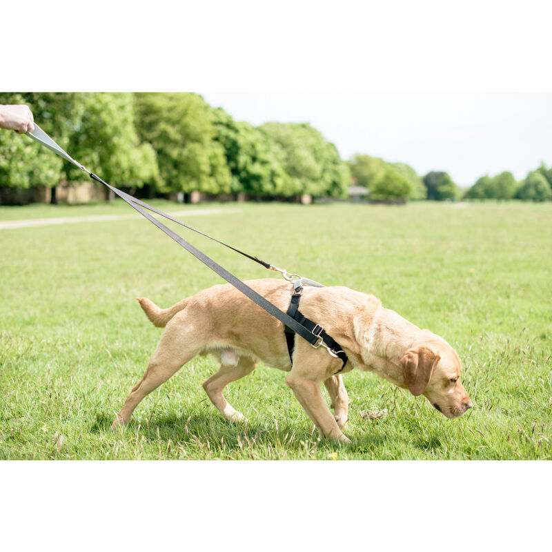 2 Hounds Design Freedom Training Dog Leash, Black image number null