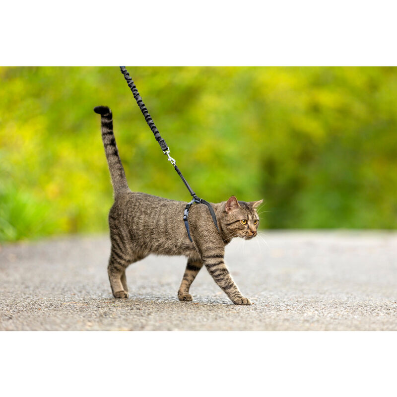 PetSafe Come With Me Kitty Harness & Bungee Cat Leash, Black/Silver image number null