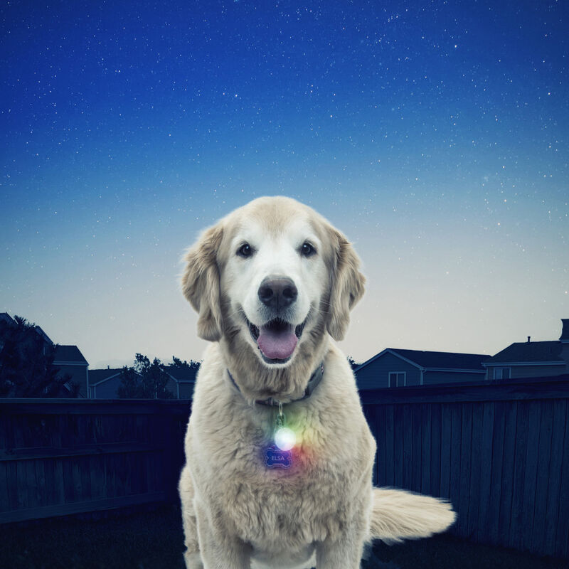 Nite Ize SpotLit LED Dog Collar Light, Disc-O Select image number null
