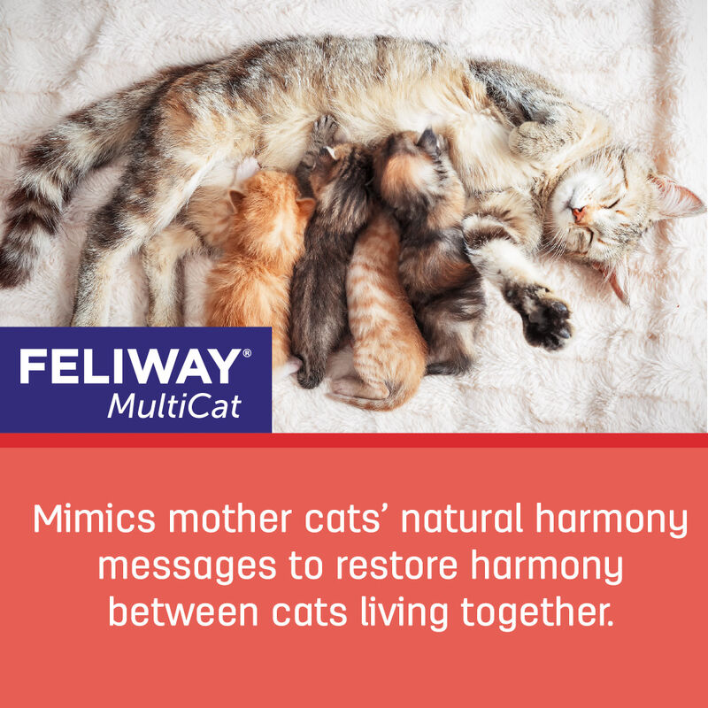 Feliway MultiCat Calming Cat Pheromones, Refill image number null