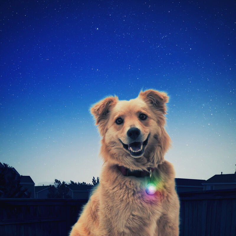 Nite Ize SpotLit LED Dog Collar Light, Disc-O Select image number null
