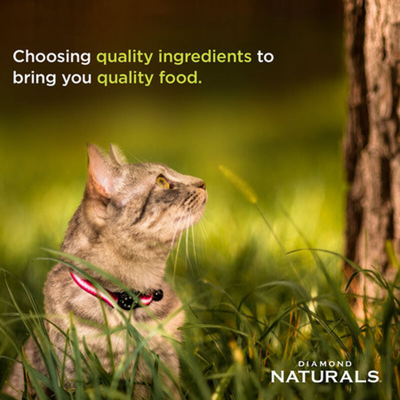 Diamond Naturals Dry Cat Food, Indoor, Chicken & Rice image number null