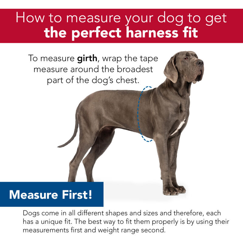 Bergan Auto Dog Harness image number null