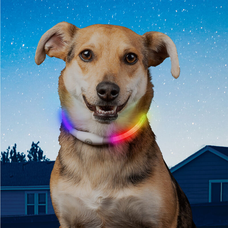 Nite Ize NiteHowl Rechargeable LED Dog Safety Necklace, Disc-O Select image number null