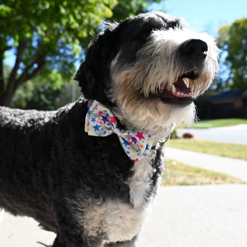 Huxley & Kent Pet Bow Tie, Superstars image number null