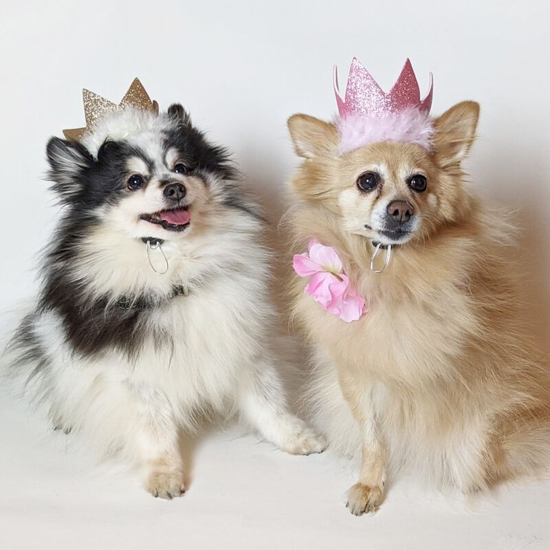Huxley & Kent Pet Party Crown, Gold image number null