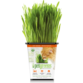 Pet Greens Pre-Grown Organic Live Pet Grass, Wheatgrass