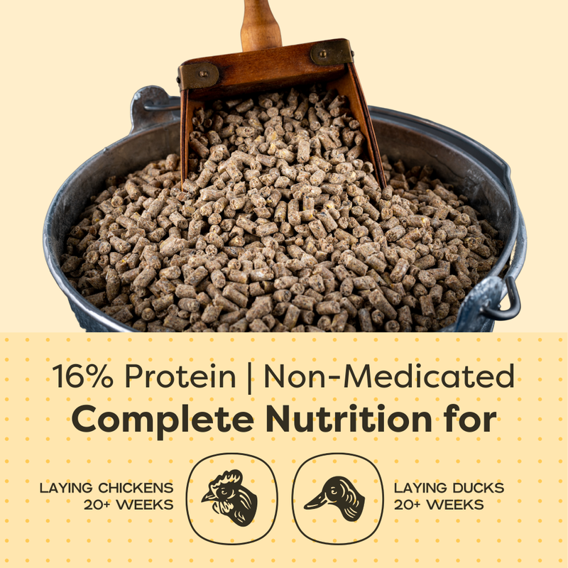 Scratch and Peck Feeds Organic Chicken & Duck Feed, Layer Pellets 16%, 35-lb image number null