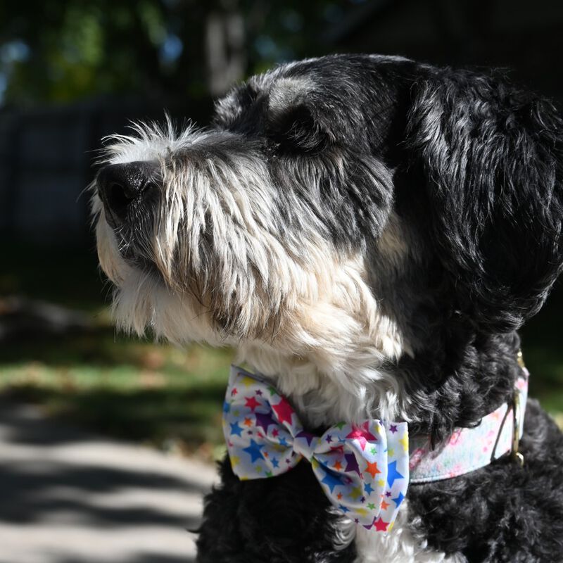 Huxley & Kent Pet Bow Tie, Superstars image number null