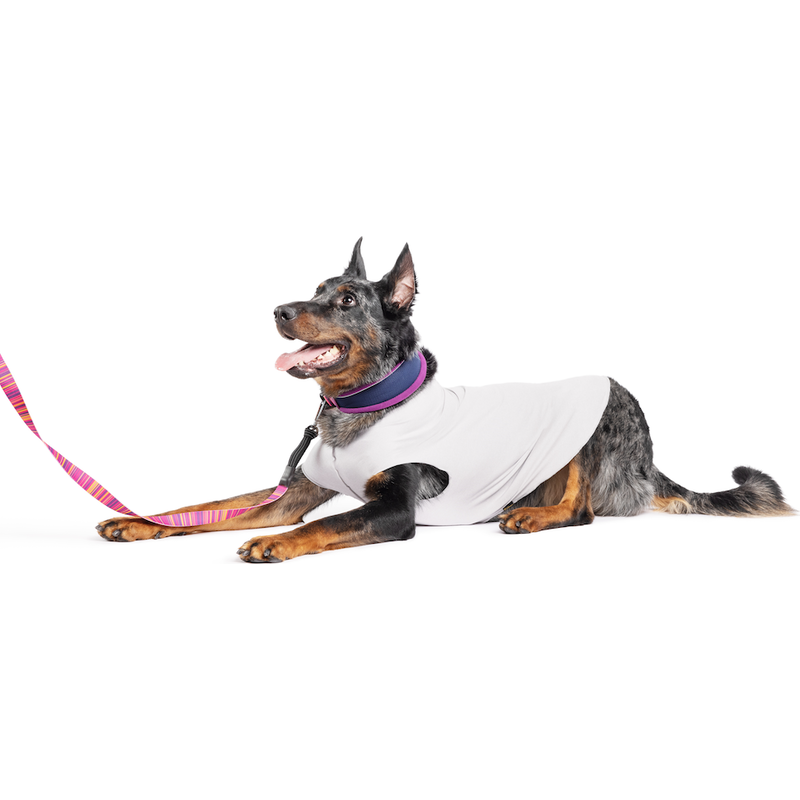 Gold Paw Sun Shield Dog Tee, Pebble Grey image number null