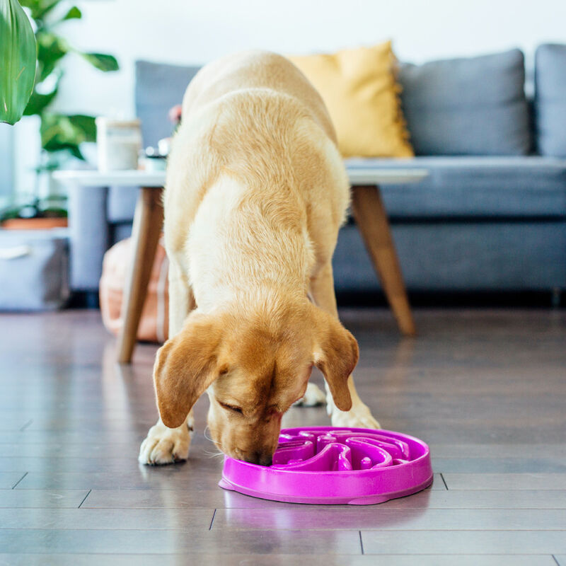 Outward Hound Fun Feeder Slo Bowl, Flower, Purple, Large image number null
